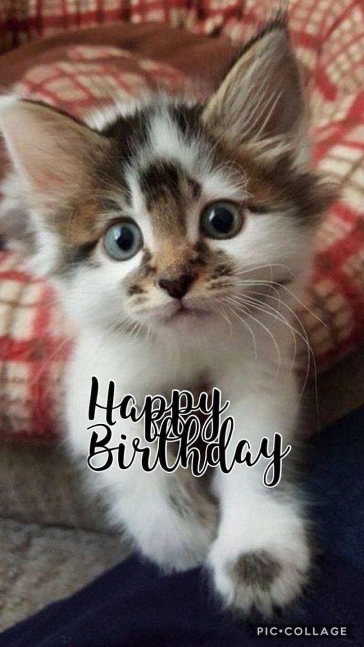 101 Funny Cat Happy Birthday Memes