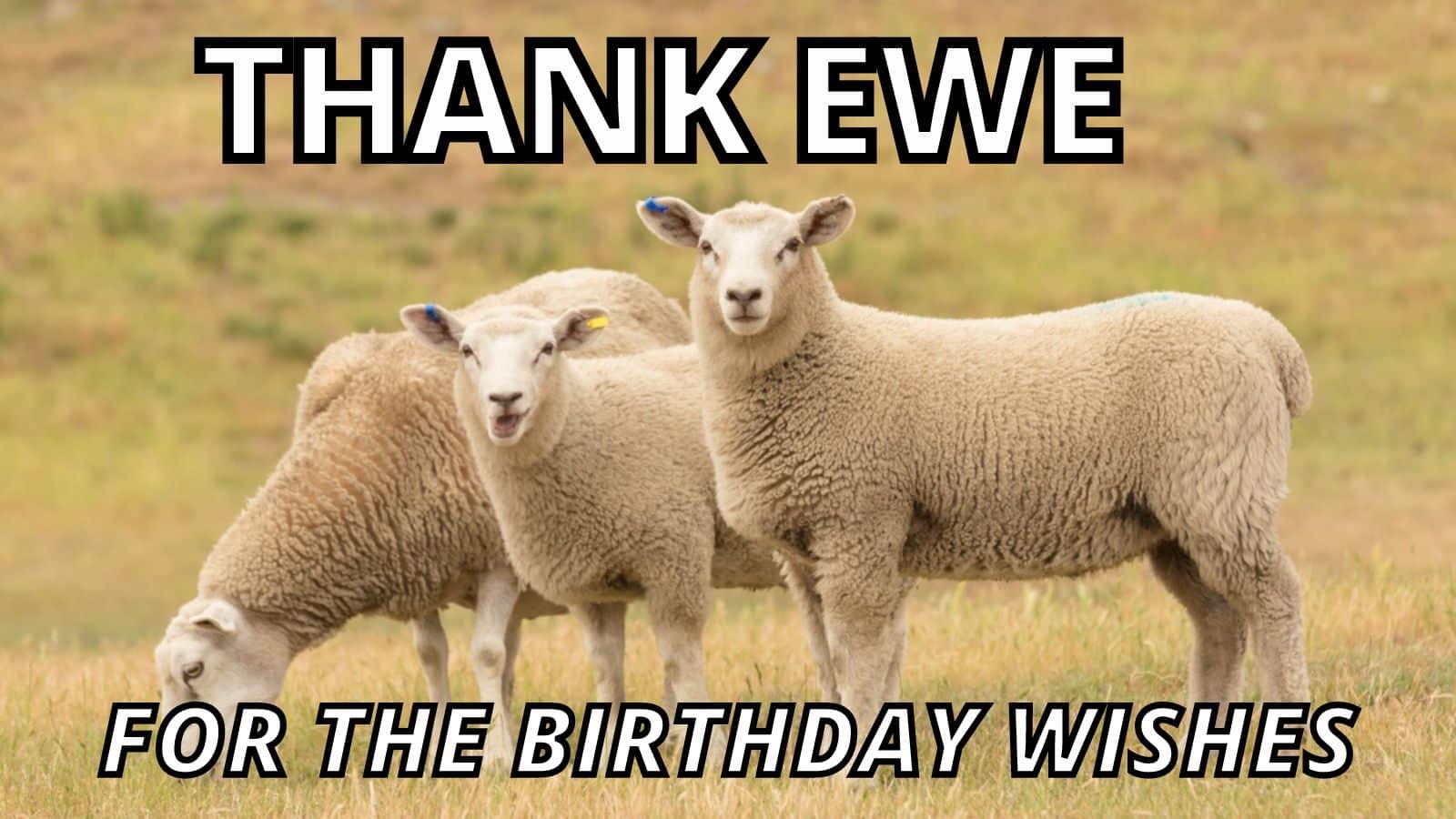 15 Creative Thank You For The Birthday Wishes Memes