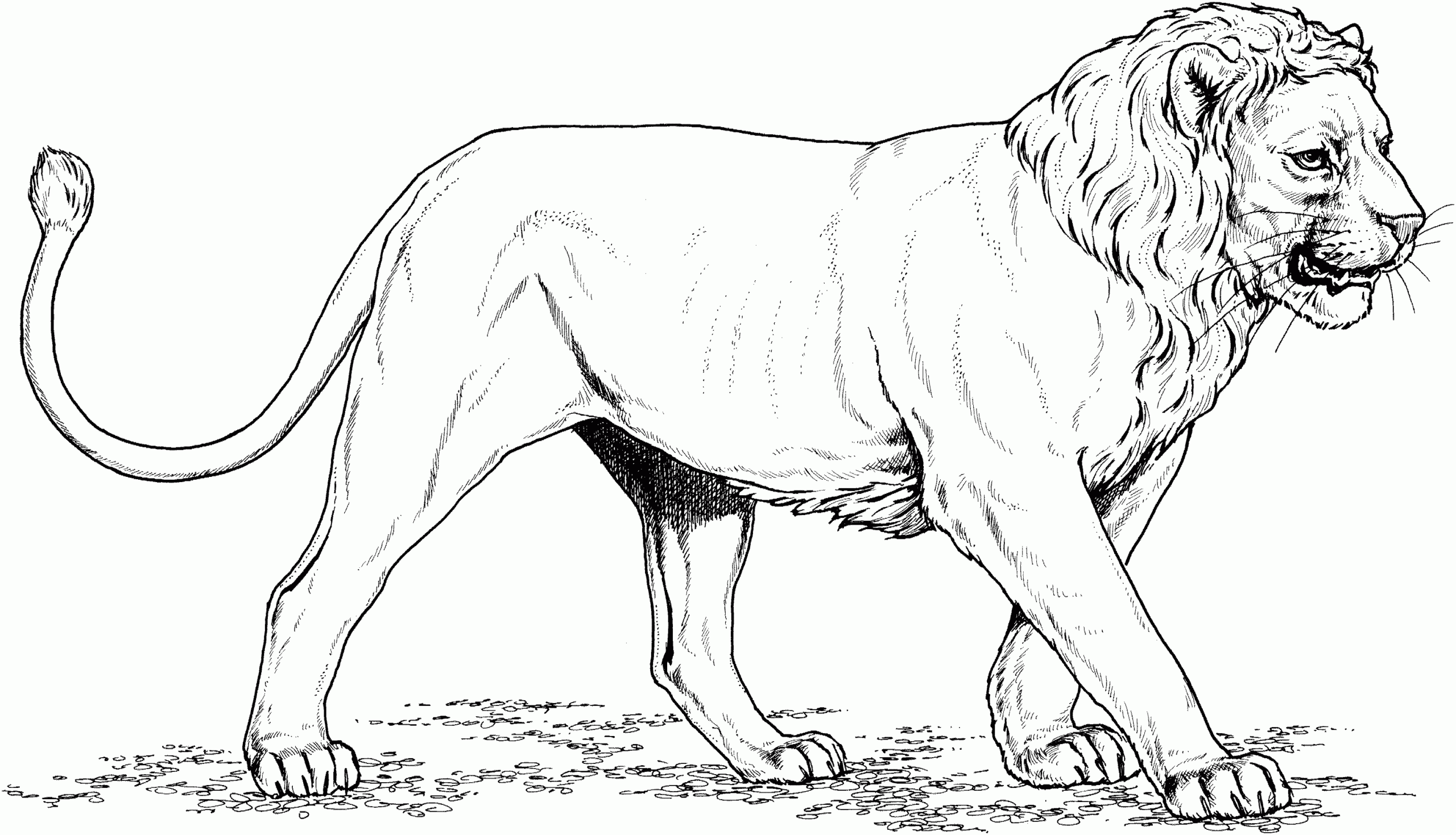 coloring pages of a lion