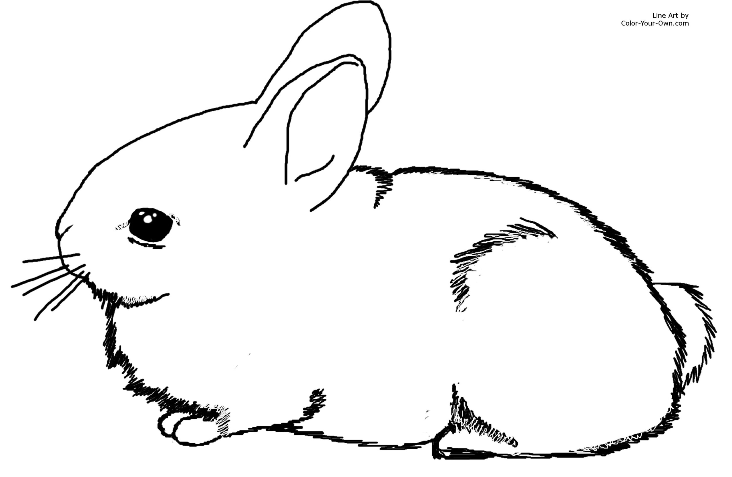 Adorable Baby Cottontail Rabbit Bunny Coloring Page Adorable Baby Cottontail Rabbit Bunny Coloring Page