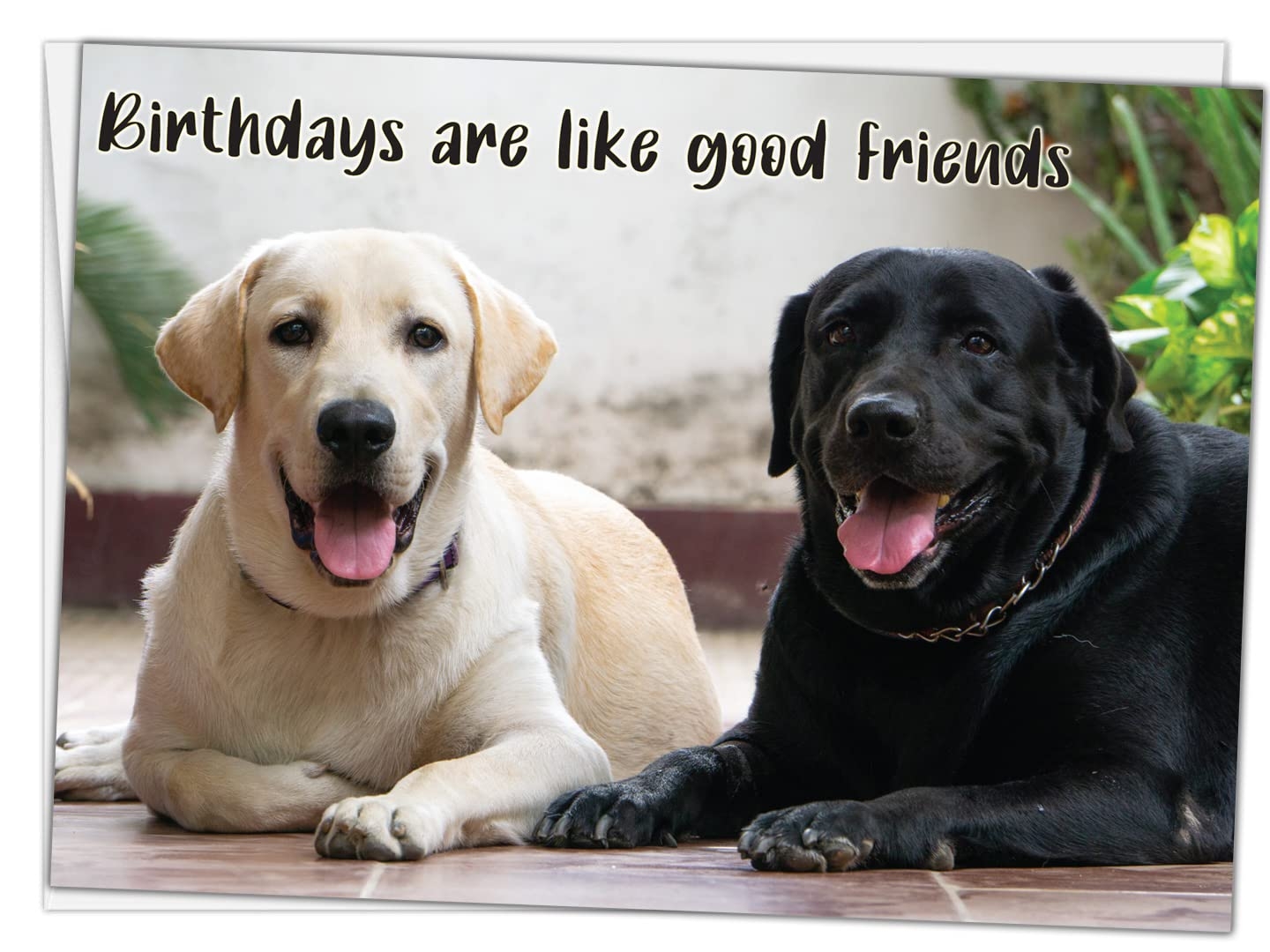 Amazon Glory To Dog Birthdays Are Like Good Friends Labrador Retrievers Birthday Card With Greeting Card Mailing Envelope Office Products
