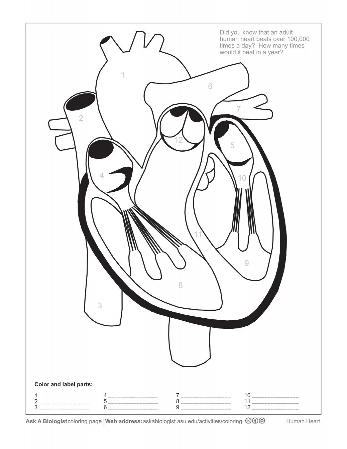 Ask A Biologist Human Heart Coloring Worksheet
