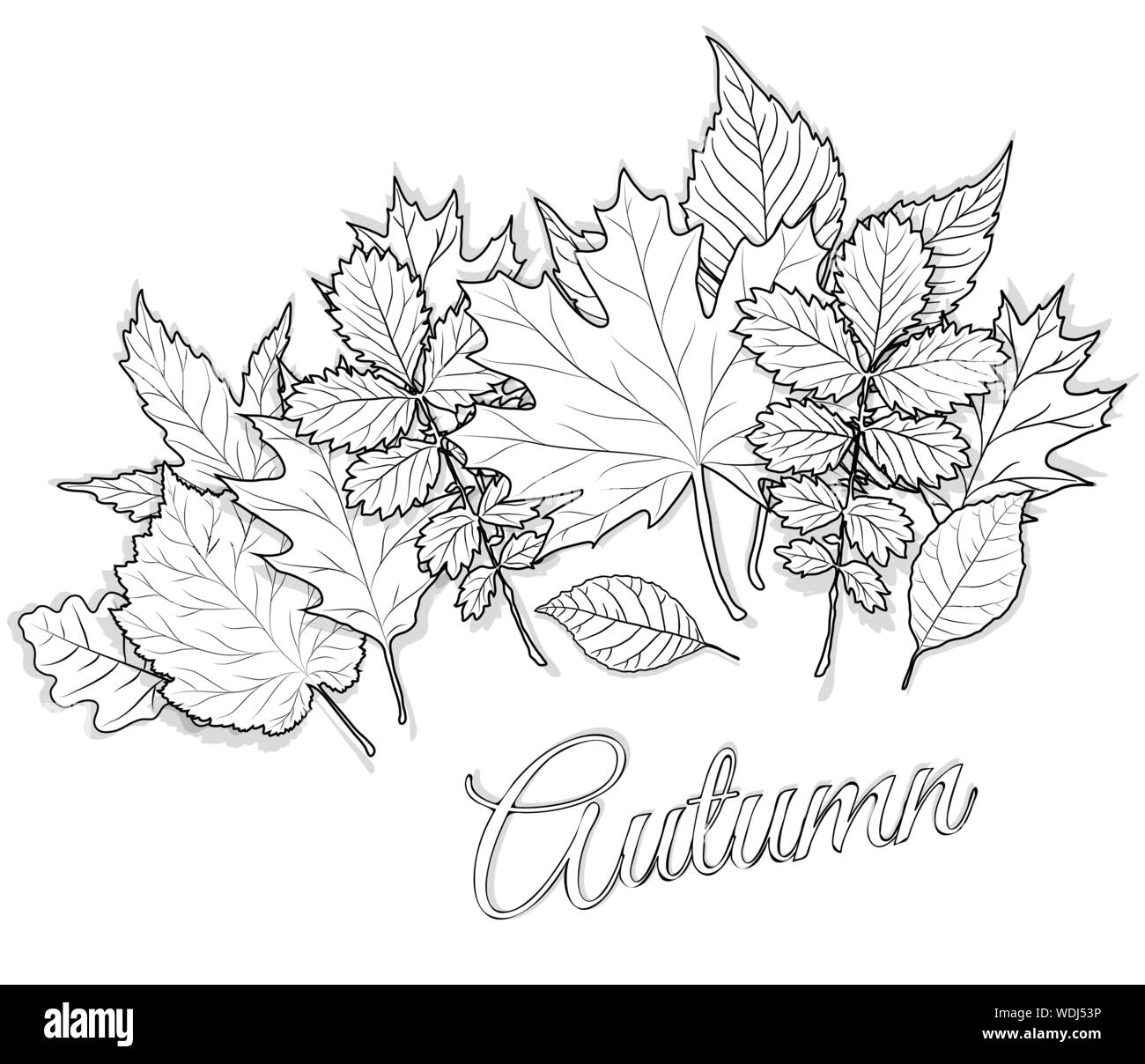 Autumn Leaves Set For Coloring Page Vector Stock Vector Image Art Alamy Autumn Leaves Set For Coloring Page Vector Stock Vector Image Art Alamy
