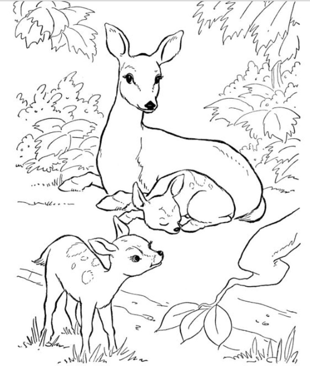 Backyard Animals And Nature Coloring Books Free Coloring Pages HubPages Backyard Animals And Nature Coloring Books Free Coloring Pages HubPages