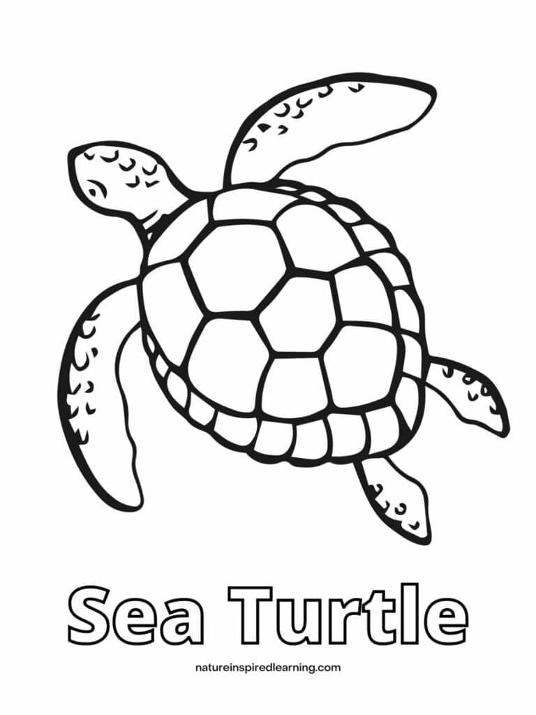 Sea Turtle Coloring Sheet