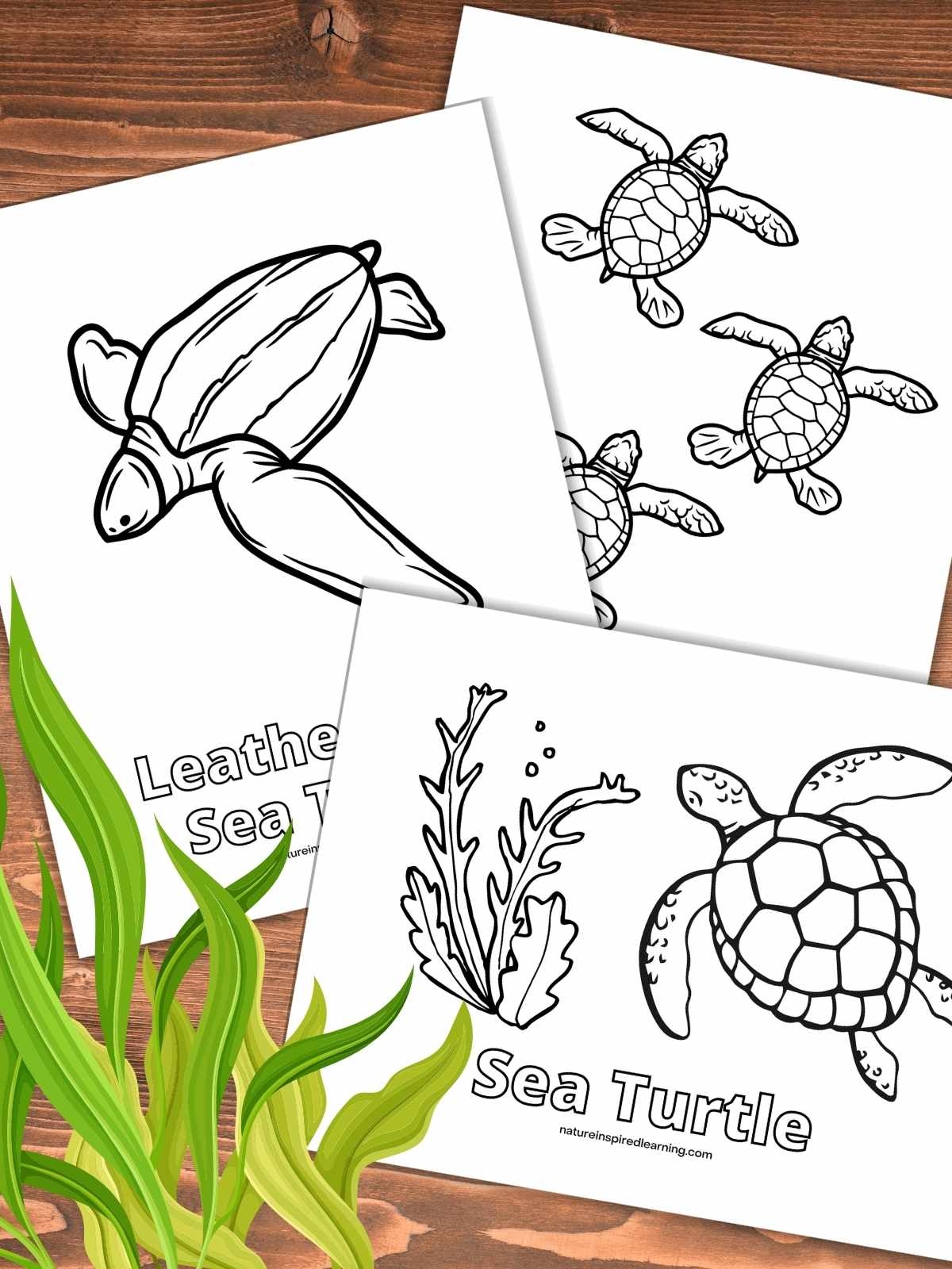 sea turtle coloring sheet