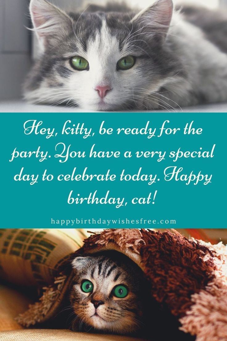 Best Birthday Wishes For Cats