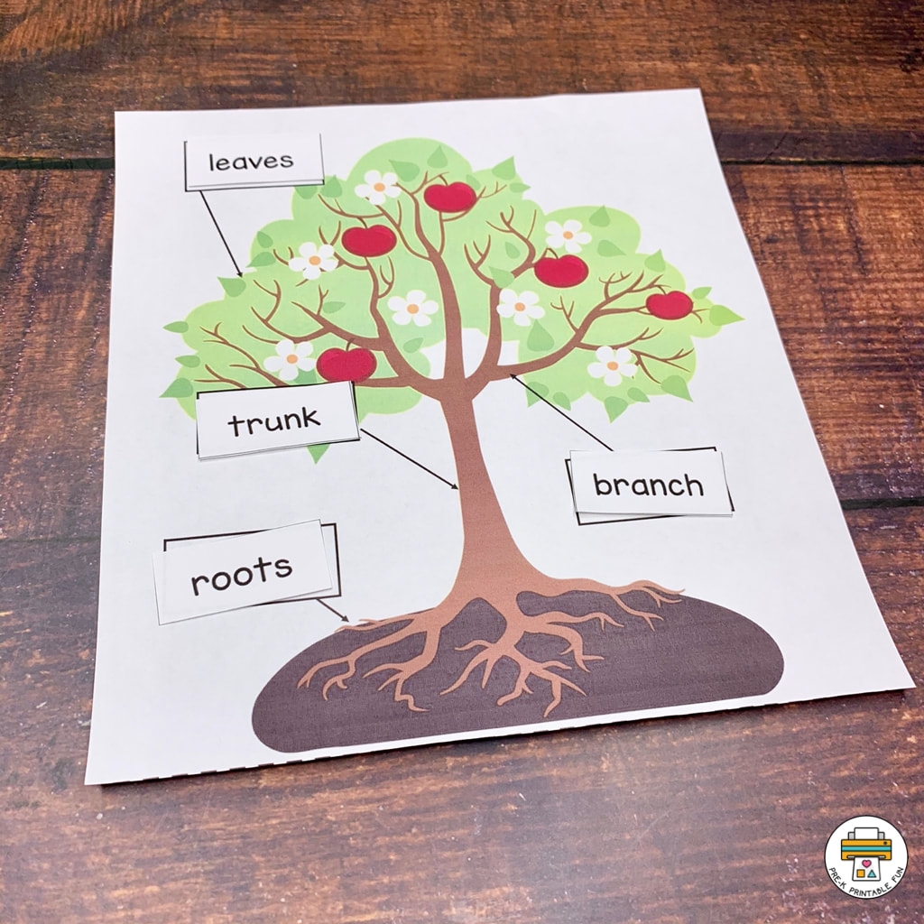 Fall Leaves And Trees Preschool Activities