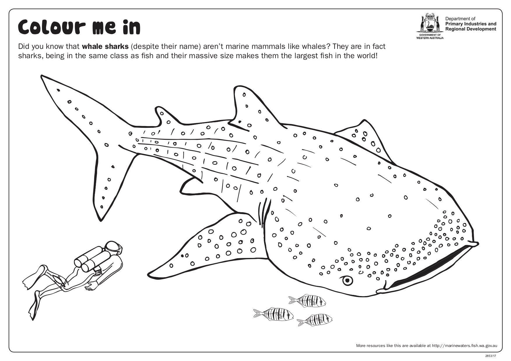 Fishy Fun Sheet Whale Shark Colour In Department Of Primary Industries And Regional Development Fishy Fun Sheet Whale Shark Colour In Department Of Primary Industries And Regional Development