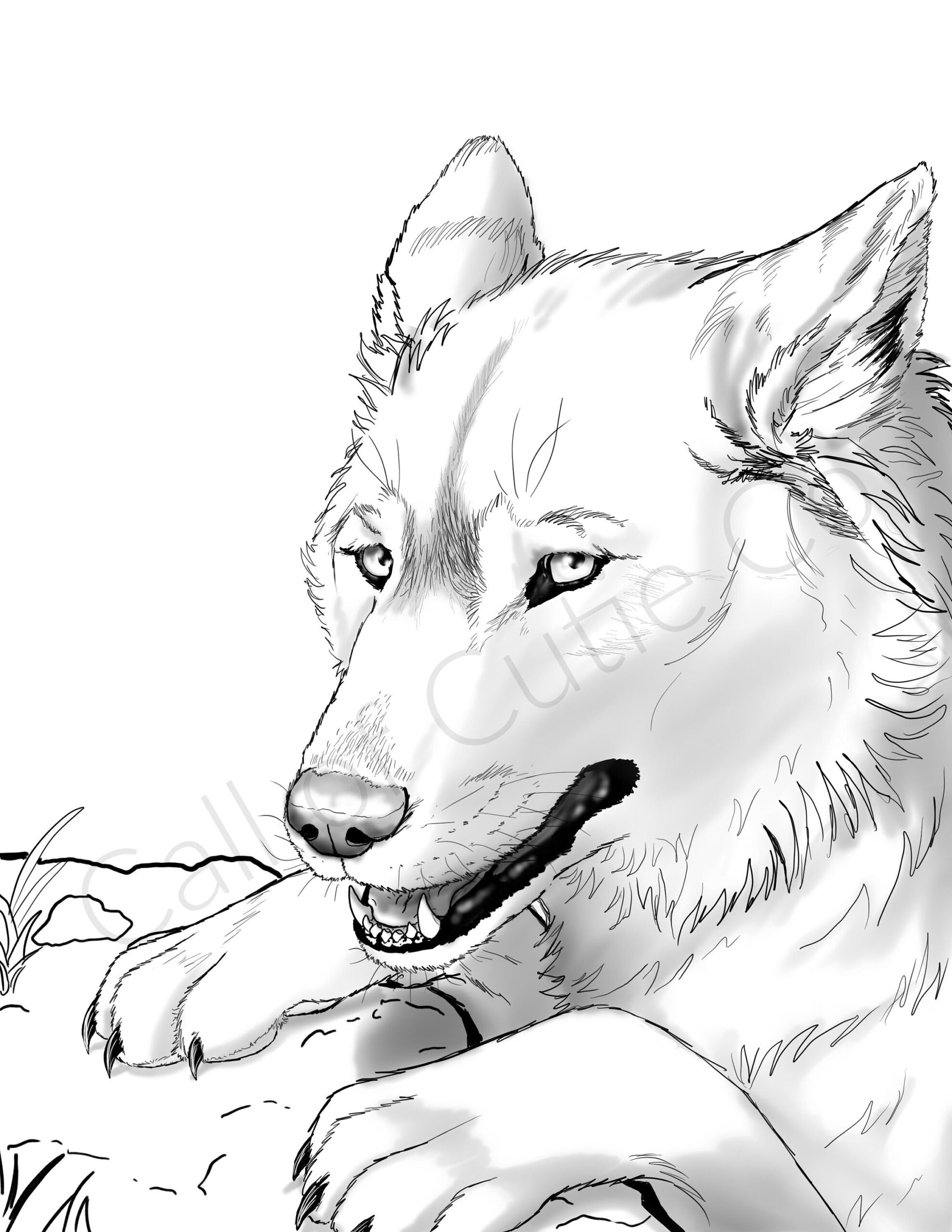 Gray Wolf Coloring Pages