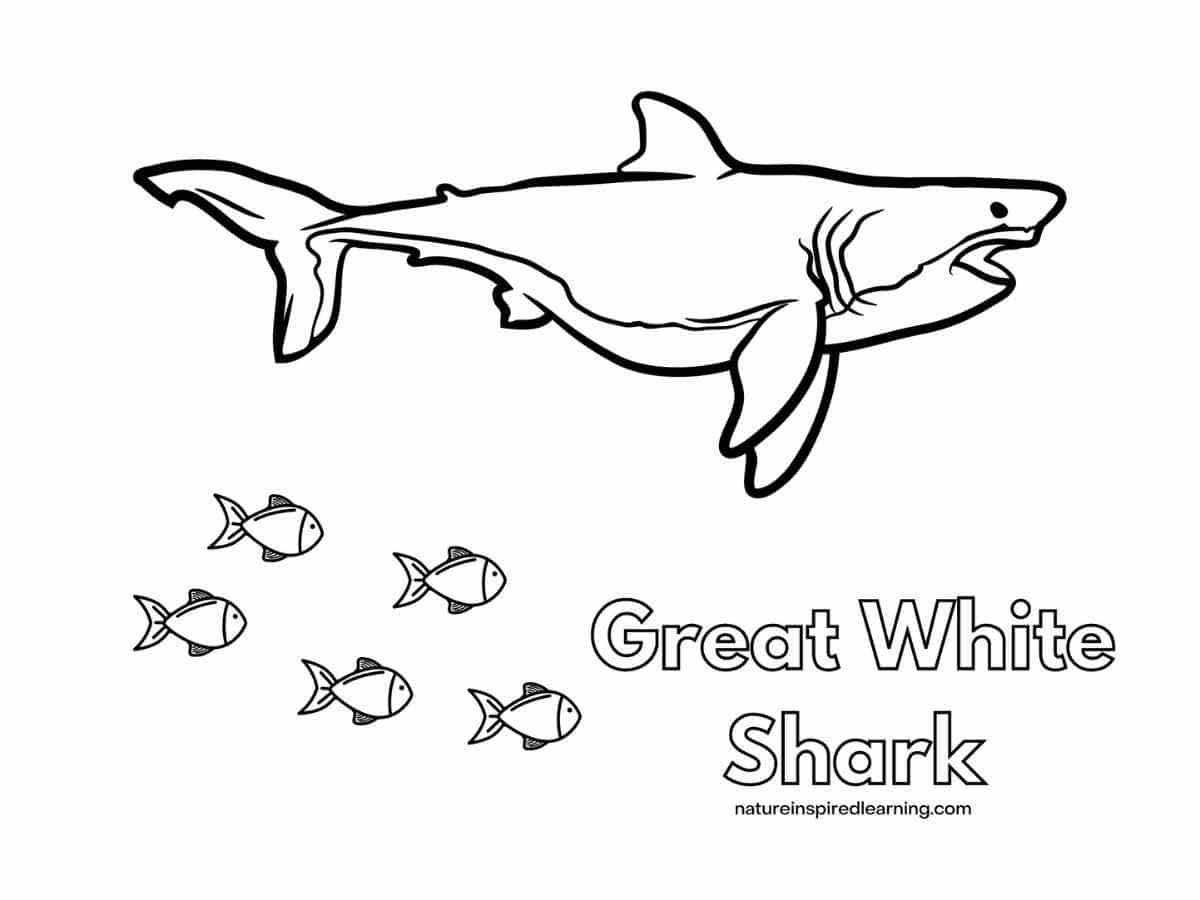 Great White Shark Coloring Pages Nature Inspired Learning