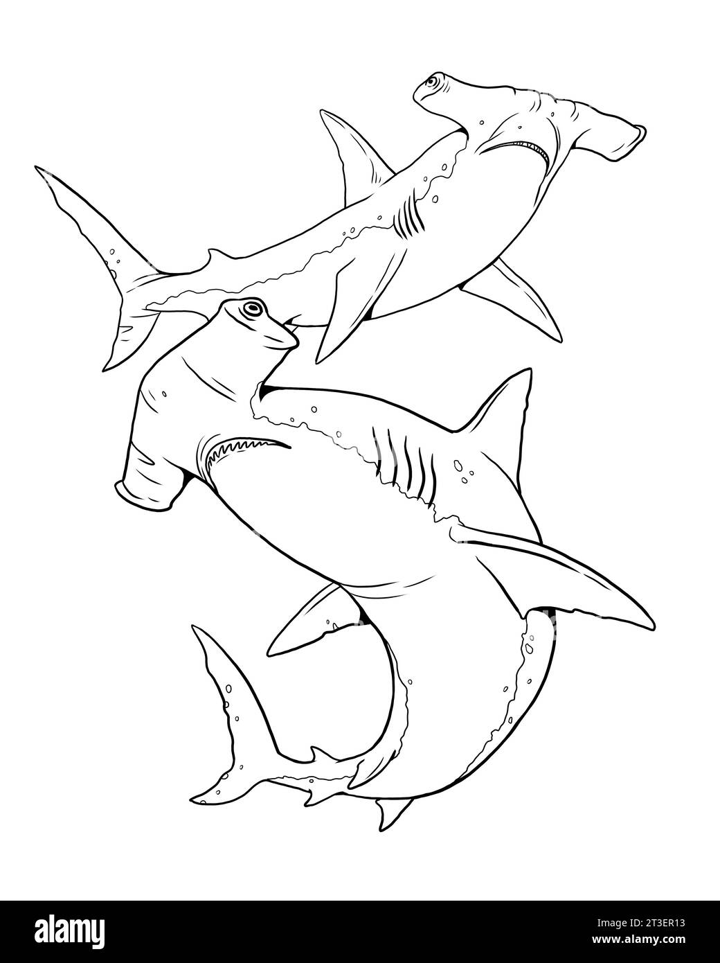 hammerhead shark coloring page hammerhead shark coloring page