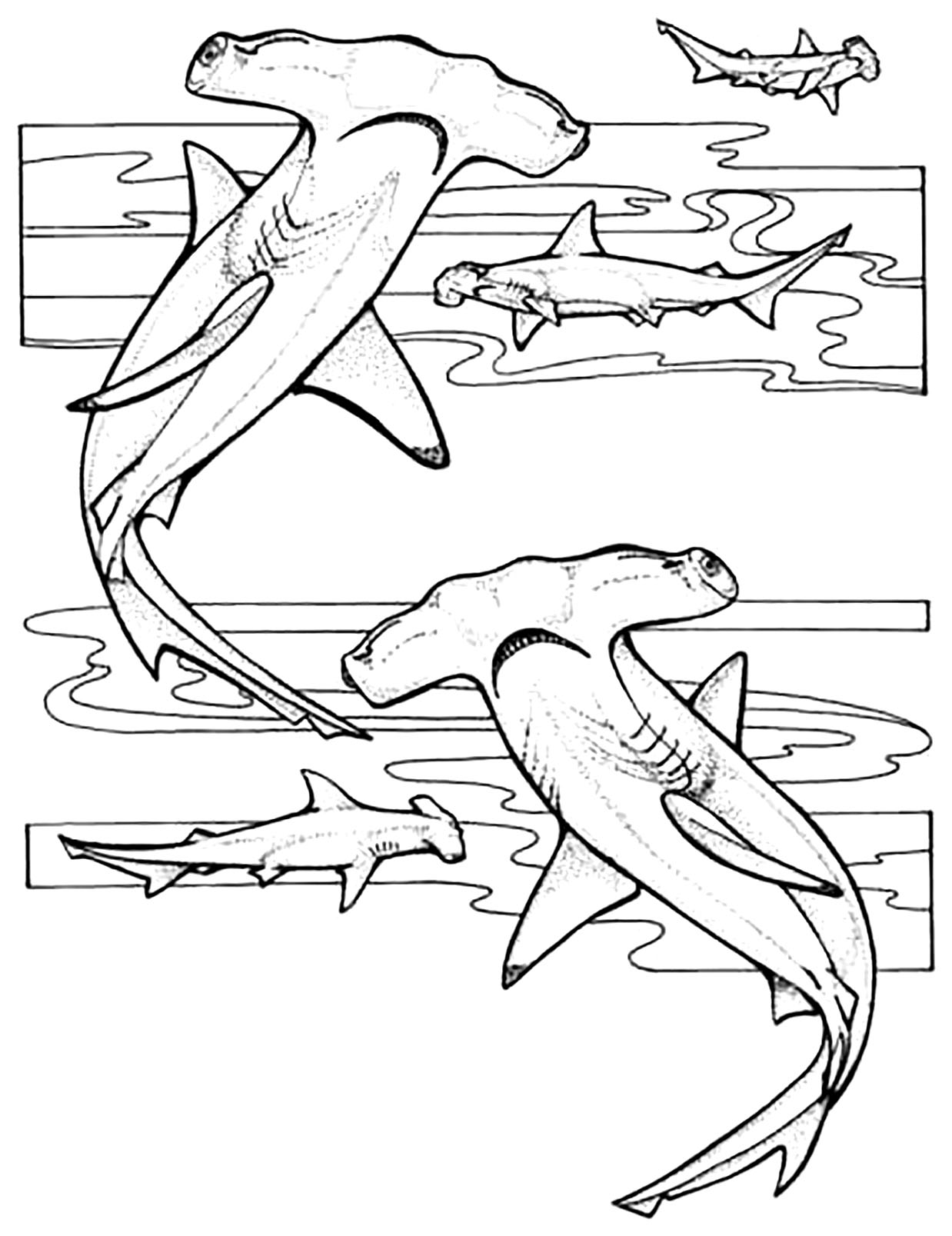 Hammerhead Sharks Shark Coloring Pages Hammerhead Sharks Shark Coloring Pages