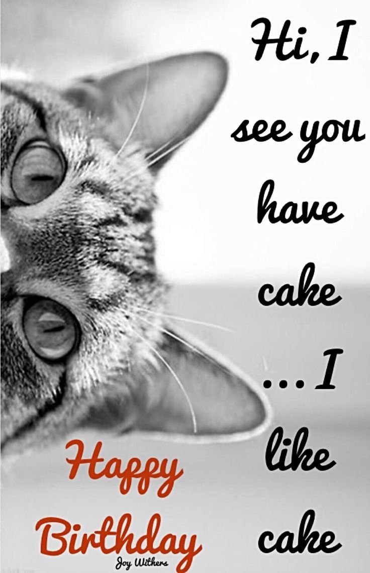 birthday wishes from the cat