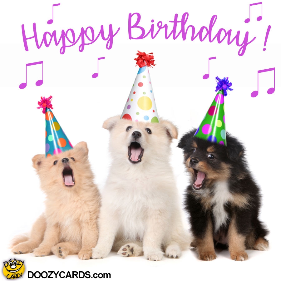 Happy Birthday Meme With Dogs Funny Dog Birthday Wishes Happy Birthday Meme With Dogs Funny Dog Birthday Wishes