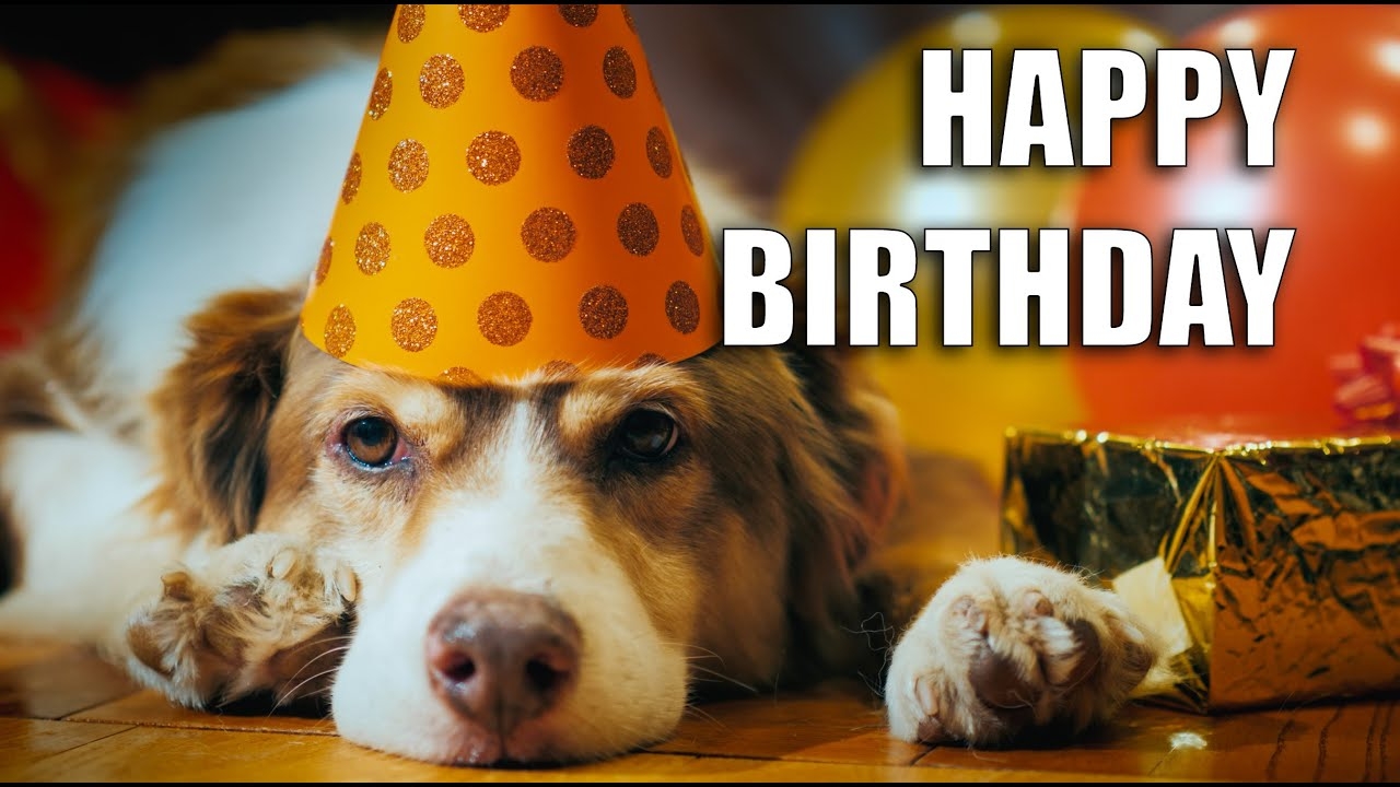 Happy Birthday Wishes For A Dog Lover happybirthday YouTube