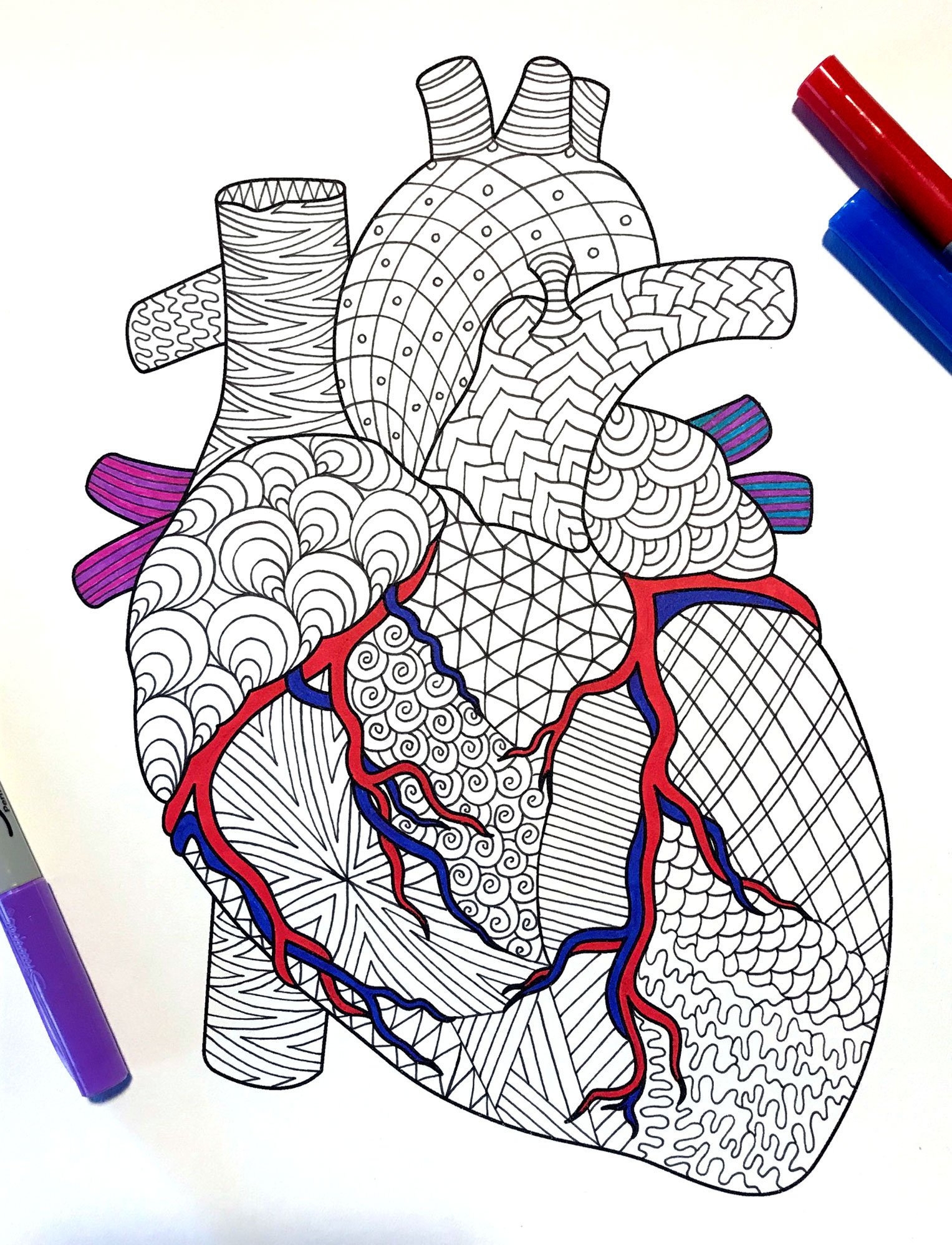 human heart coloring worksheet