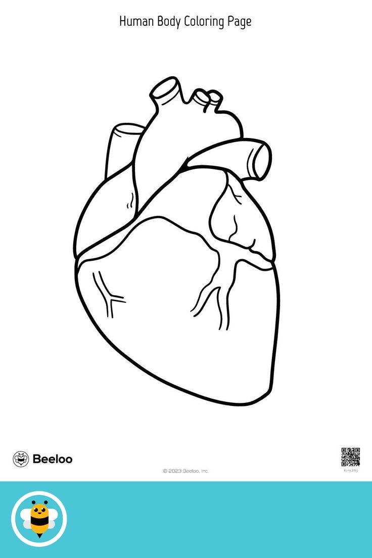 Human Heart Coloring Worksheet