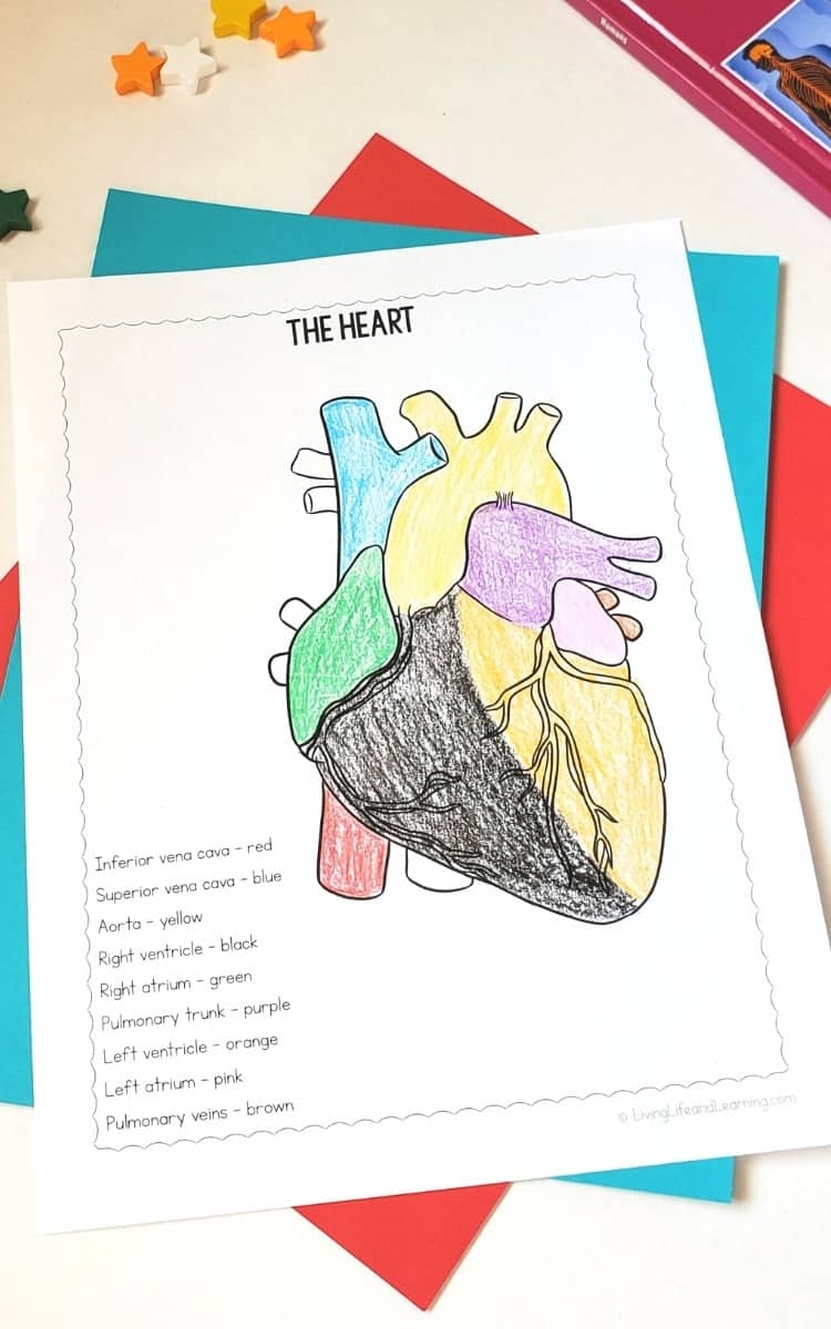 Human Heart Coloring Pages