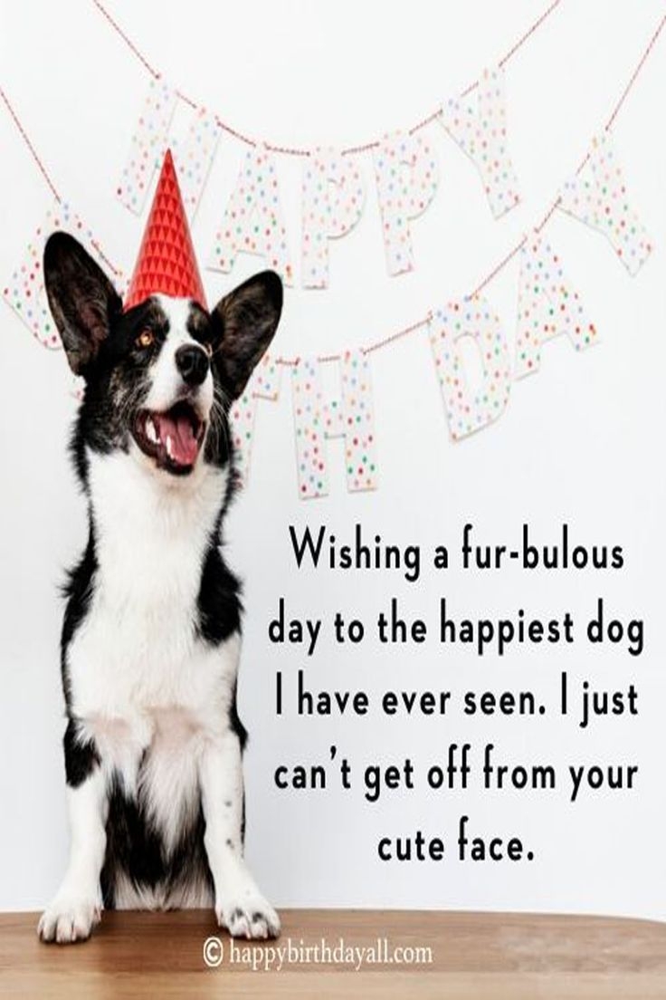 Lovely Happy Birthday Quotes For Dogs