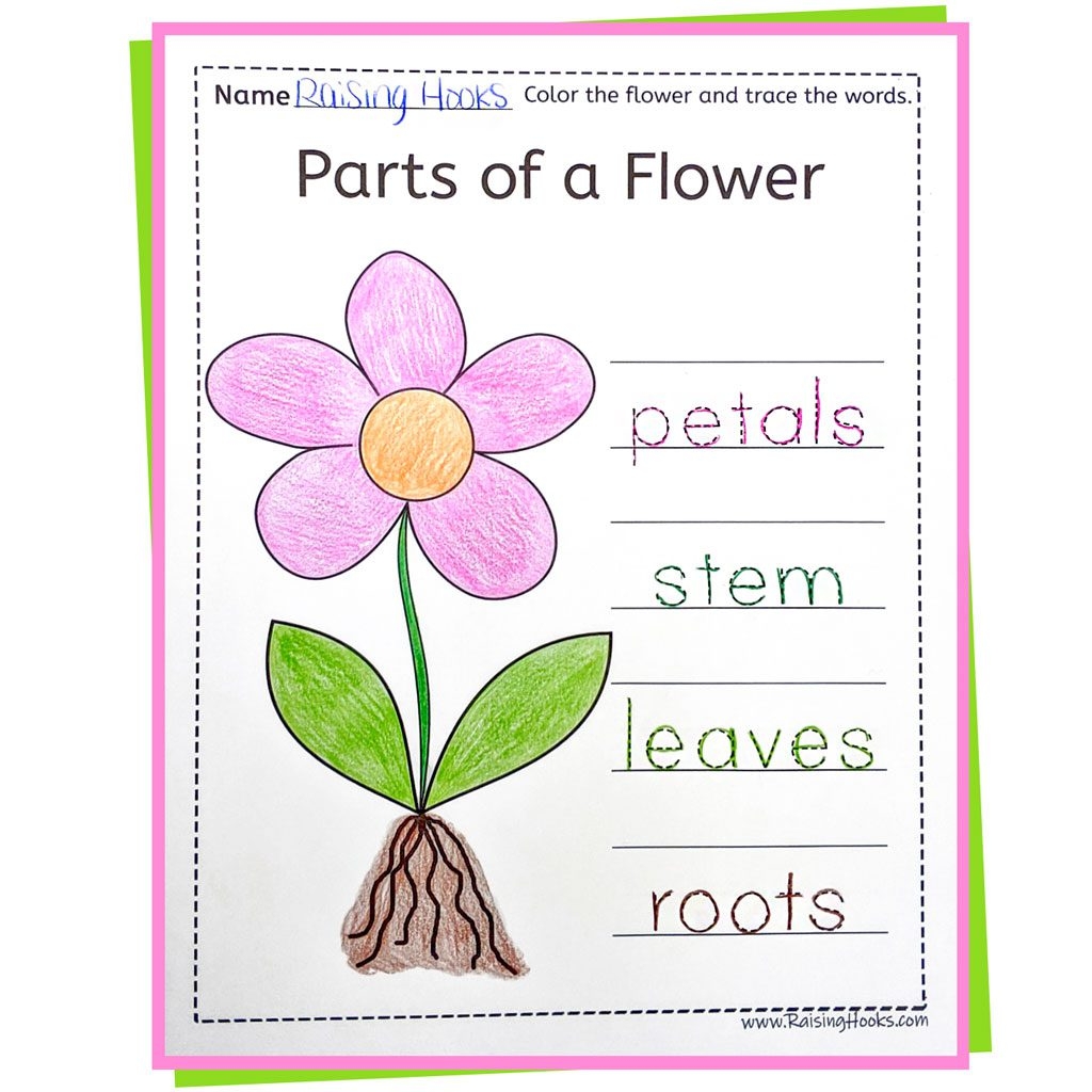 Parts Of A Flower Word Trace Raising Hooks