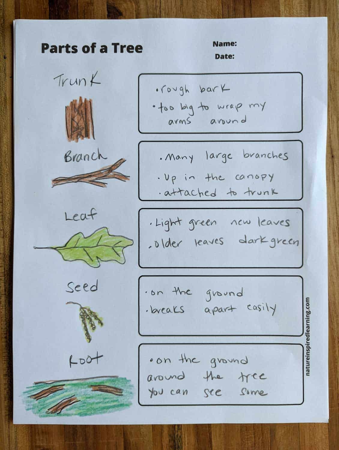 Parts Of A Tree Worksheets Nature Inspired Learning