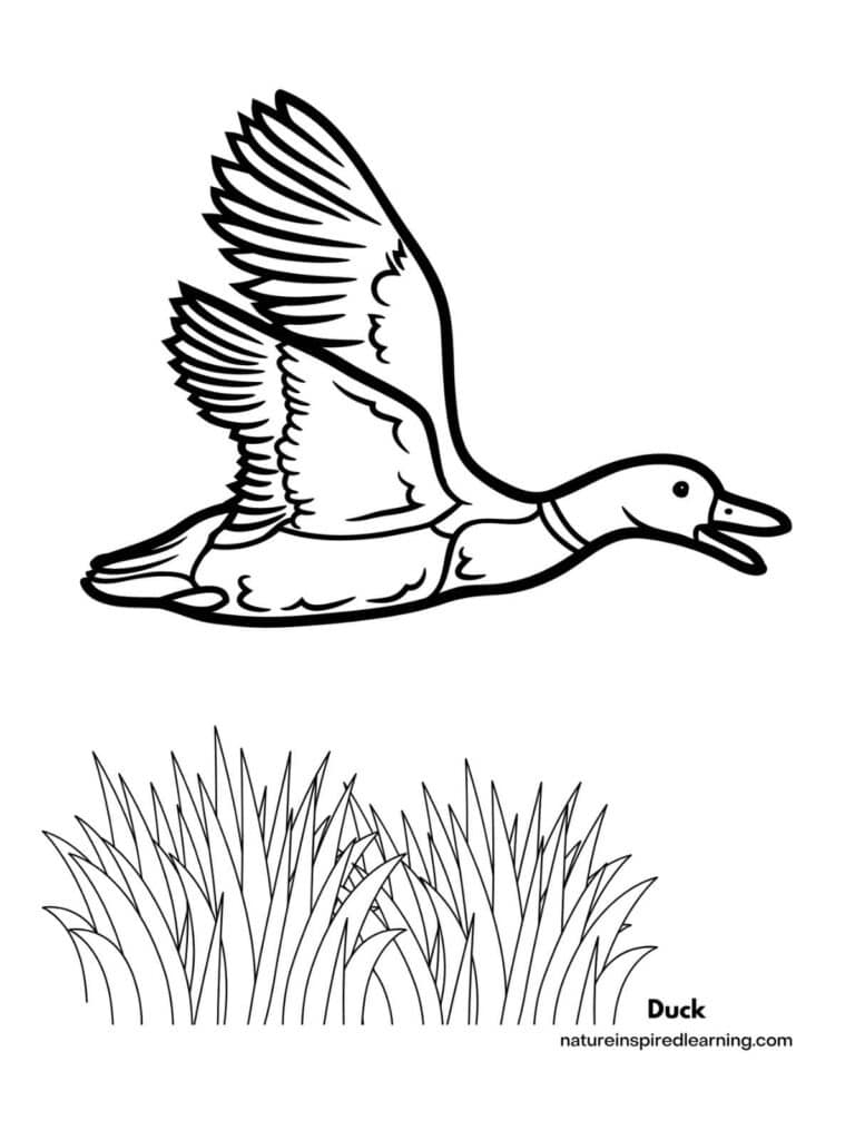 coloring pages of ducks