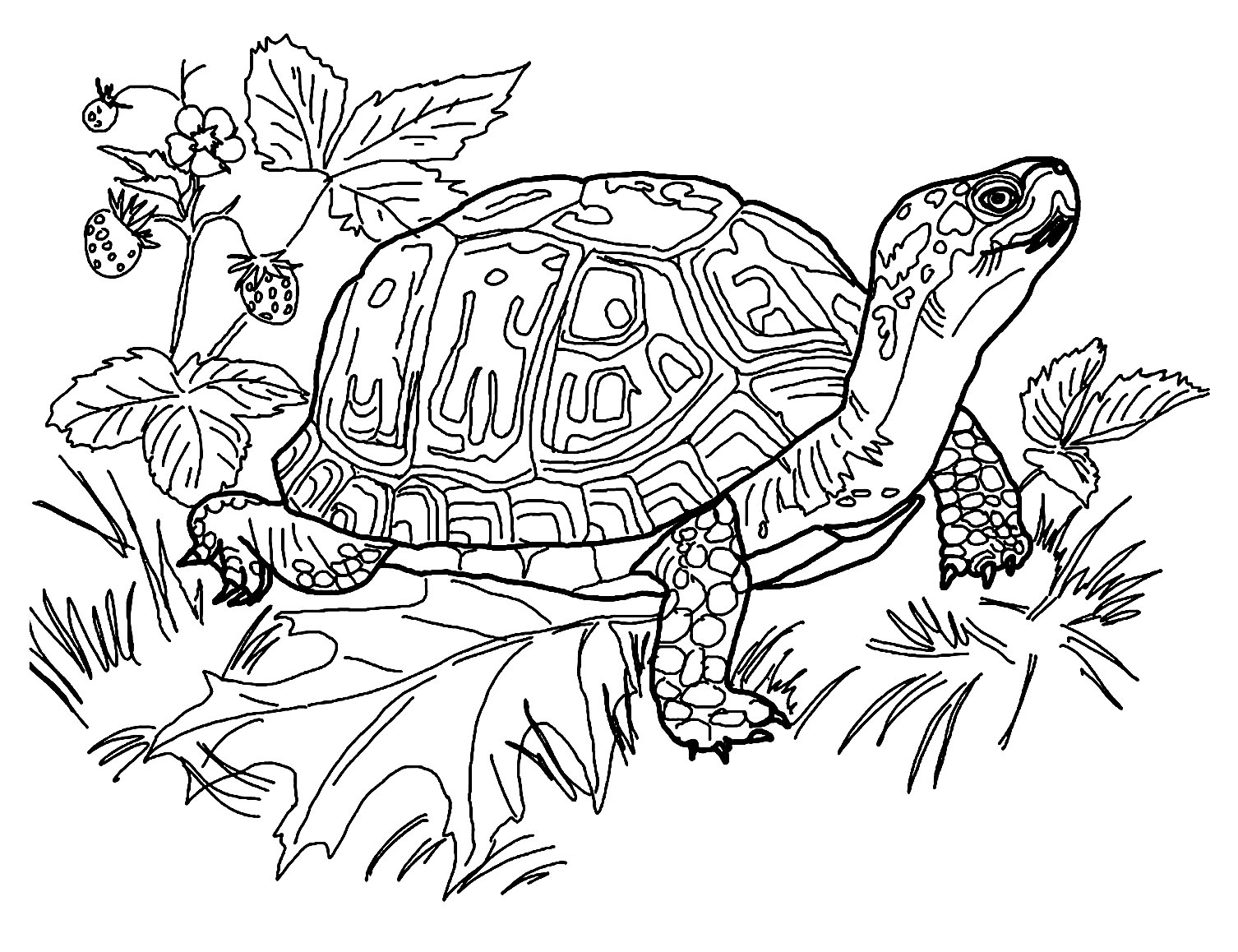 Turtle Coloring Page To Print Turtle Coloring Pages