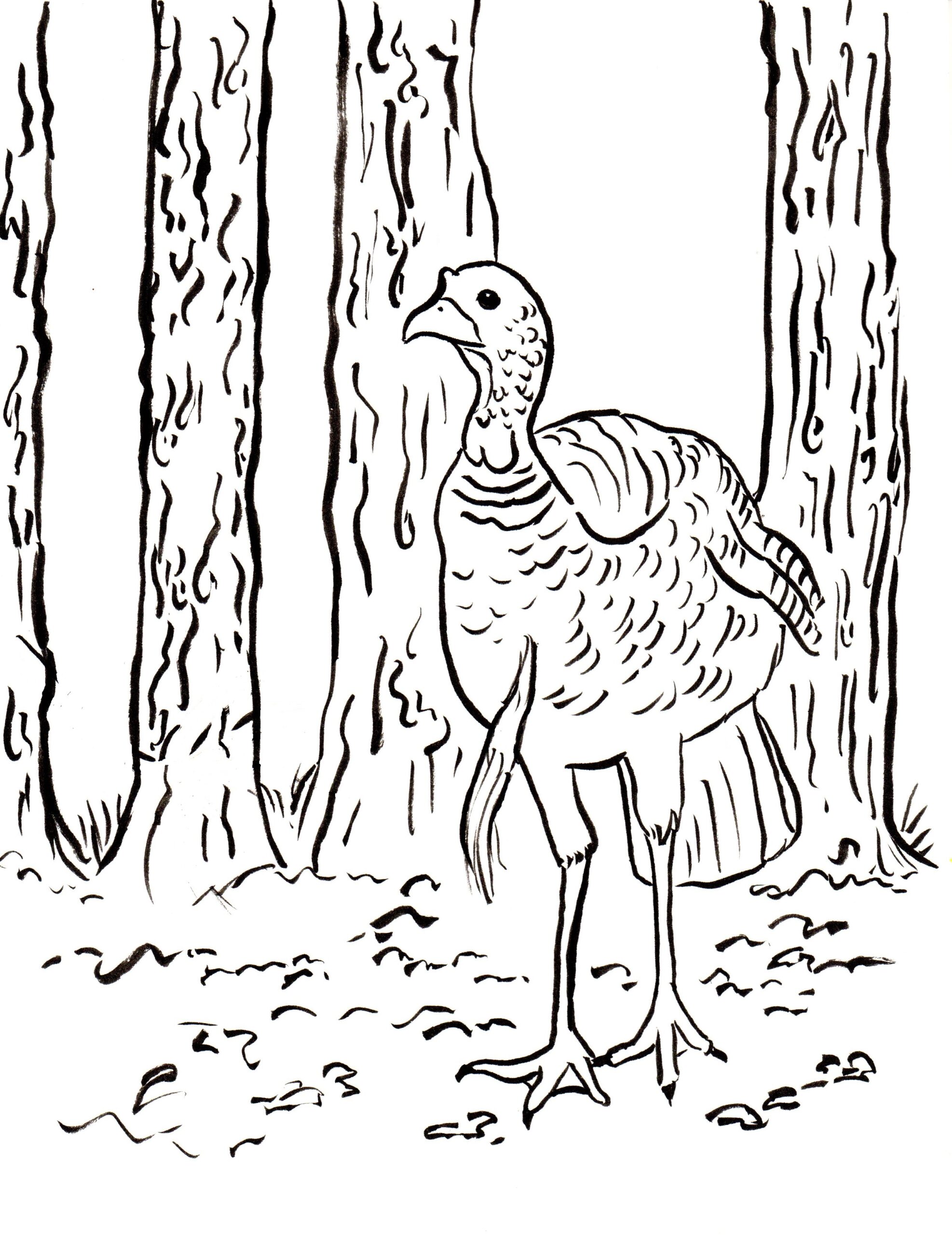 Wild Turkey Coloring Page Art Starts